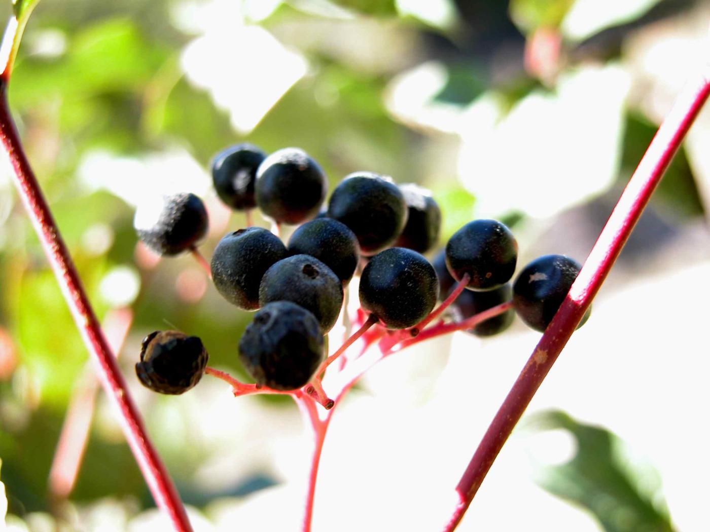 Dogwood fruit